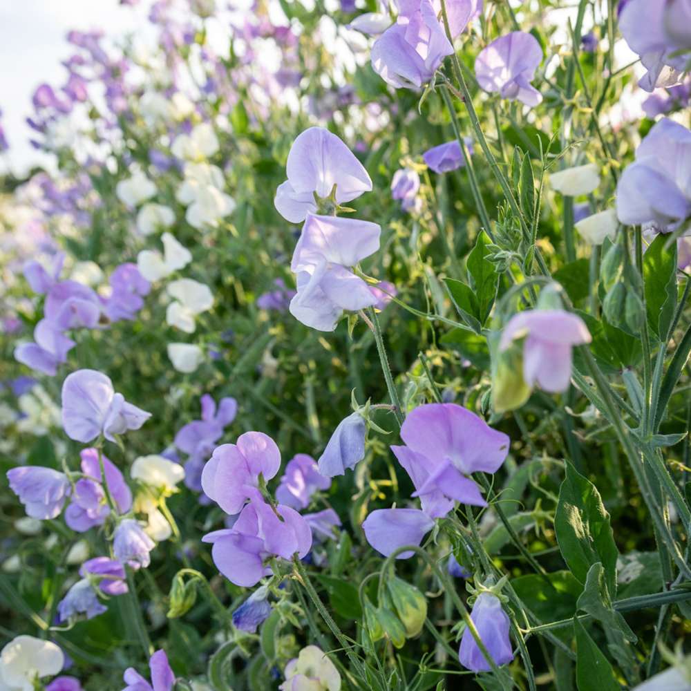 Luktärt 'Royal Lavender' (frö)